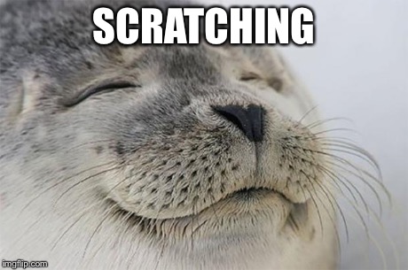 Satisfied Seal | SCRATCHING | image tagged in memes,satisfied seal | made w/ Imgflip meme maker