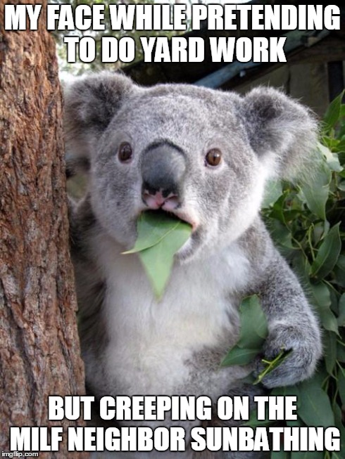 Surprised Koala Meme | MY FACE WHILE PRETENDING TO DO YARD WORK BUT CREEPING ON THE MILF NEIGHBOR SUNBATHING | image tagged in memes,surprised koala | made w/ Imgflip meme maker