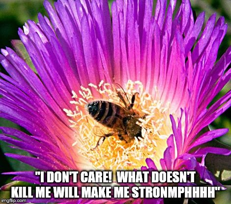 "I DON'T CARE!  WHAT DOESN'T KILL ME WILL MAKE ME STRONMPHHHH" | image tagged in bee | made w/ Imgflip meme maker