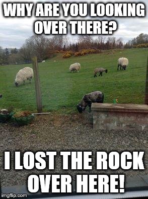 WHY ARE YOU LOOKING OVER THERE? I LOST THE ROCK OVER HERE! | image tagged in sheep looking | made w/ Imgflip meme maker