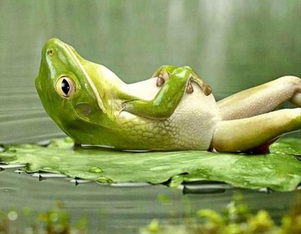 Lazy frog Blank Meme Template