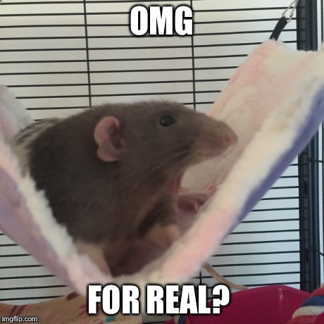 Rats love gossip | OMG FOR REAL? | image tagged in rats | made w/ Imgflip meme maker
