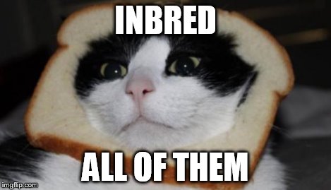 In bread cat | INBRED ALL OF THEM | image tagged in in bread cat | made w/ Imgflip meme maker
