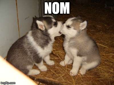 Cute Puppies | NOM | image tagged in memes,cute puppies | made w/ Imgflip meme maker