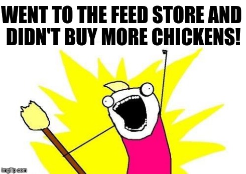 X All The Y Meme | WENT TO THE FEED STORE AND DIDN'T BUY MORE CHICKENS! | image tagged in memes,x all the y | made w/ Imgflip meme maker