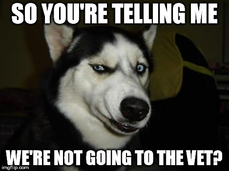 SO YOU'RE TELLING ME WE'RE NOT GOING TO THE VET? | made w/ Imgflip meme maker