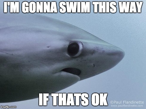 Awkward Shark | I'M GONNA SWIM THIS WAY IF THATS OK | image tagged in awkward shark | made w/ Imgflip meme maker