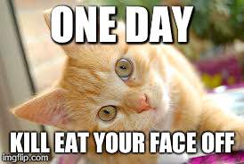 Scary Kitty | ONE DAY KILL EAT YOUR FACE OFF | image tagged in kittens,scary | made w/ Imgflip meme maker