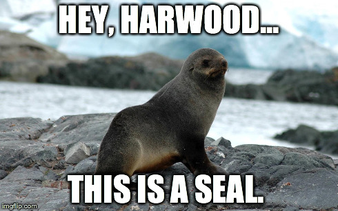 HEY, HARWOOD... THIS IS A SEAL. | image tagged in seal | made w/ Imgflip meme maker