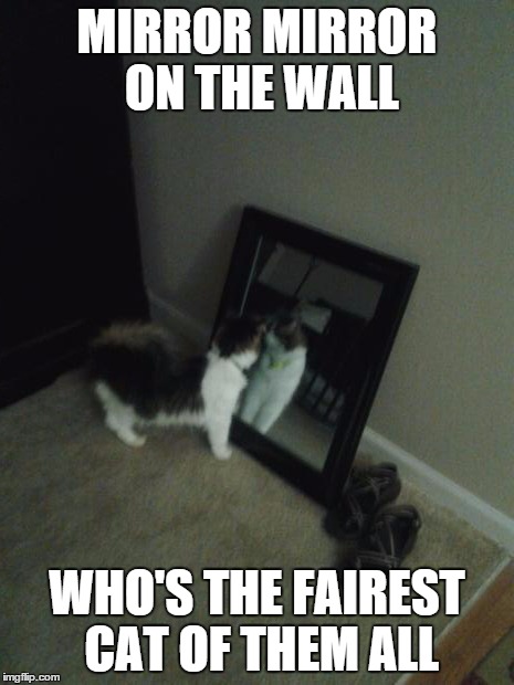 MIRROR MIRROR ON THE WALL WHO'S THE FAIREST CAT OF THEM ALL | image tagged in lolcats | made w/ Imgflip meme maker