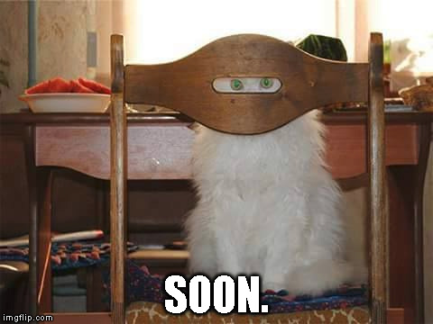 Murder cat | SOON. | image tagged in cats,murder cats | made w/ Imgflip meme maker