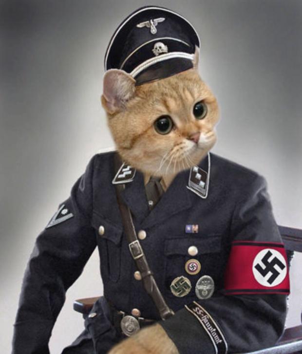 High Quality Nazi cat in uniform Blank Meme Template. 