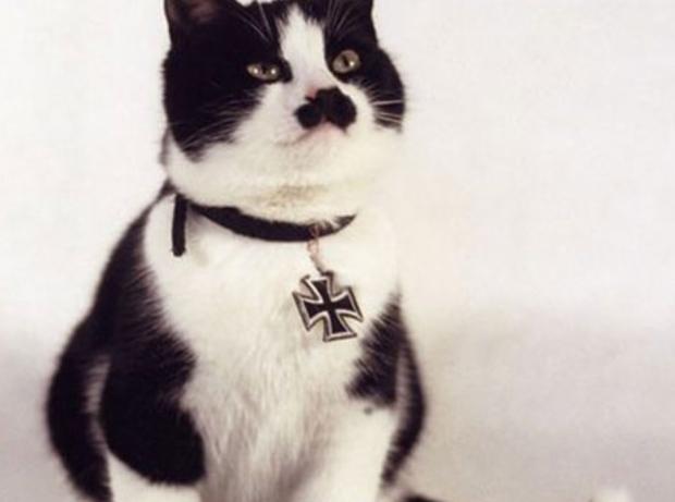 Nazi cat Blank Meme Template