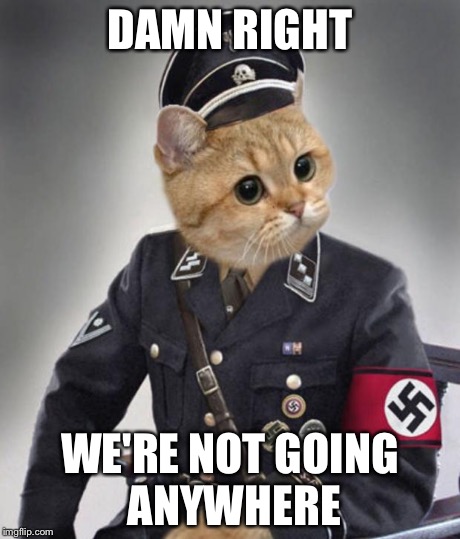 Nazi cat in uniform | DAMN RIGHT WE'RE NOT GOING ANYWHERE | image tagged in nazi cat in uniform | made w/ Imgflip meme maker