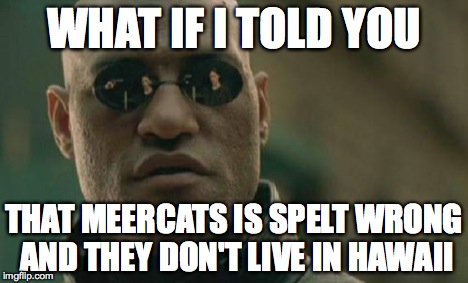 Matrix Morpheus Meme | WHAT IF I TOLD YOU THAT MEERCATS IS SPELT WRONG AND THEY DON'T LIVE IN HAWAII | image tagged in memes,matrix morpheus | made w/ Imgflip meme maker