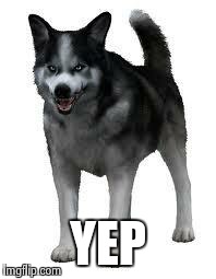 Shadow the dog | YEP | image tagged in shadow the dog | made w/ Imgflip meme maker
