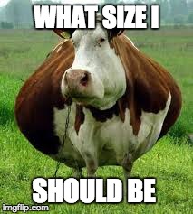 WHAT SIZE I SHOULD BE | image tagged in cows,cow,fat | made w/ Imgflip meme maker
