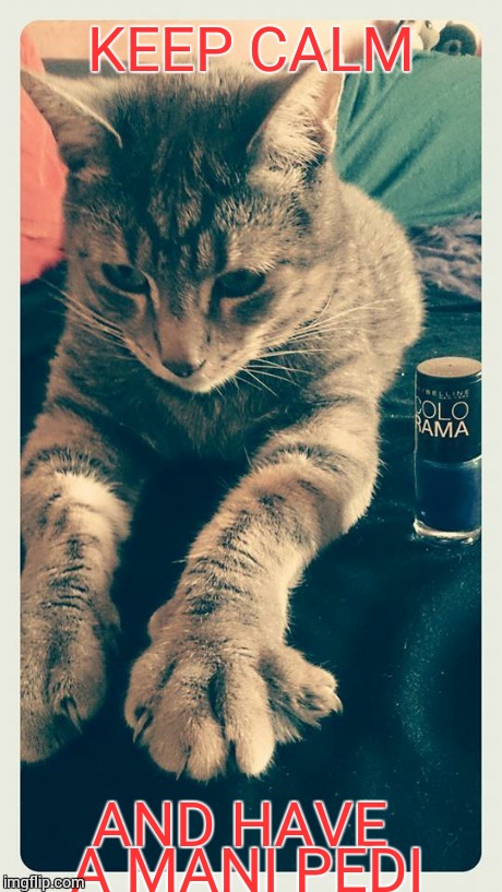 Kitty Manicure | KEEP CALM AND HAVE A MANI PEDI | image tagged in kitty manicure | made w/ Imgflip meme maker