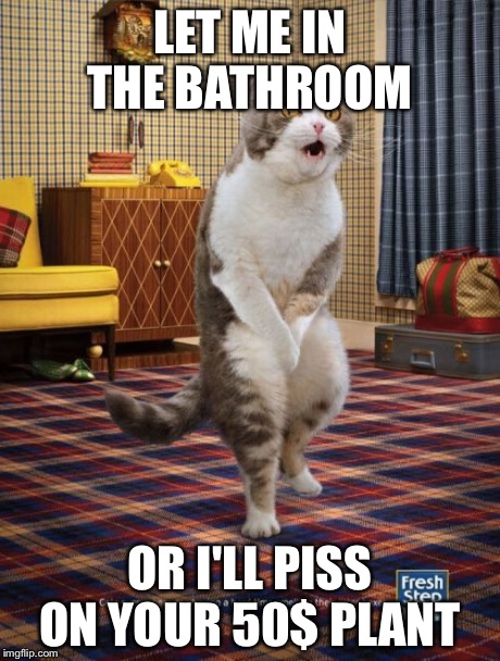 Gotta Go Cat Meme | LET ME IN THE BATHROOM OR I'LL PISS ON YOUR 50$ PLANT | image tagged in memes,gotta go cat | made w/ Imgflip meme maker