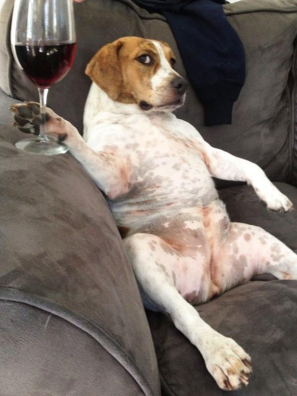 Dog drinking wine Blank Meme Template