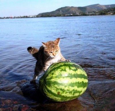 High Quality Argument invalid watermelon cat Blank Meme Template