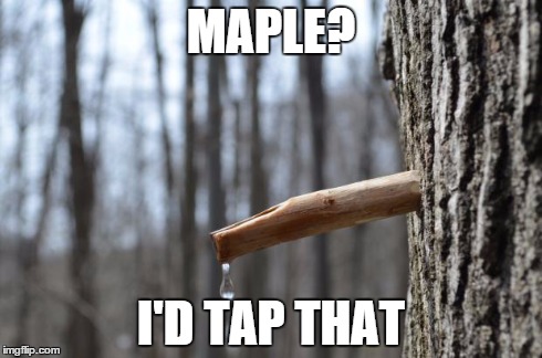 MAPLE? I'D TAP THAT | image tagged in tap that | made w/ Imgflip meme maker