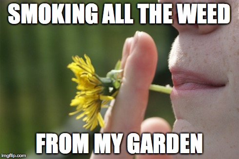 SMOKING ALL THE WEED FROM MY GARDEN | made w/ Imgflip meme maker