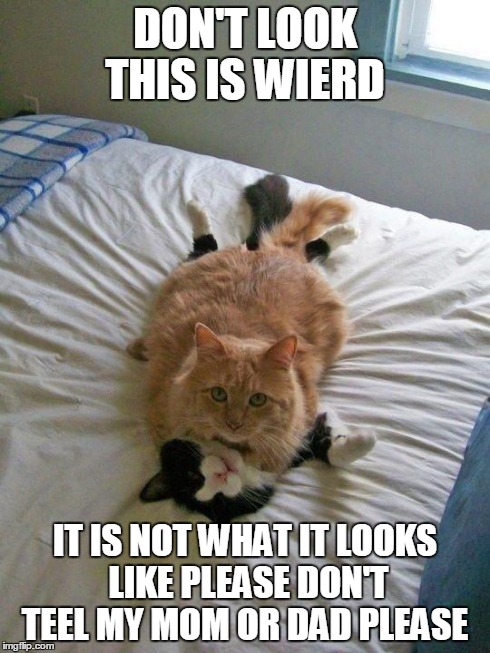 funny cats | DON'T LOOK THIS IS WIERD IT IS NOT WHAT IT LOOKS LIKE PLEASE DON'T TEEL MY MOM OR DAD PLEASE | image tagged in funny cats | made w/ Imgflip meme maker