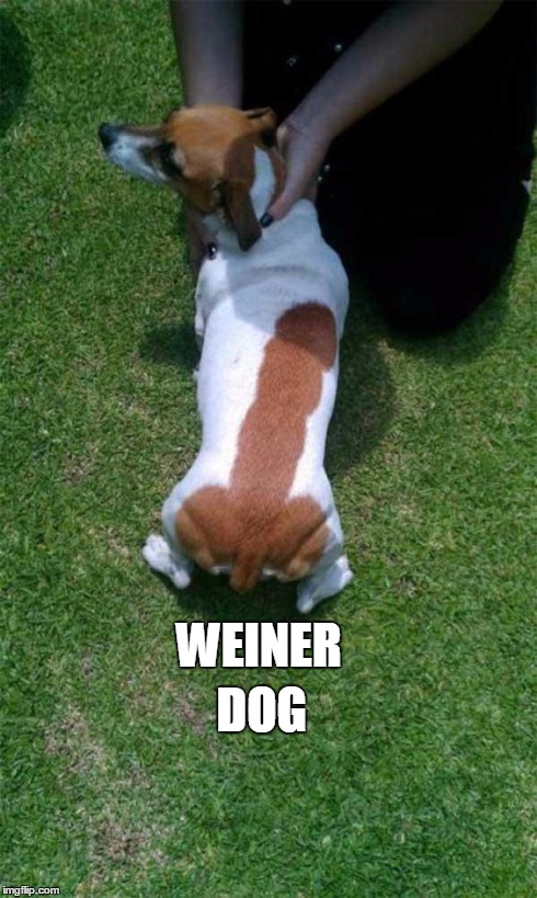 WEINER DOG | image tagged in weiner dog | made w/ Imgflip meme maker