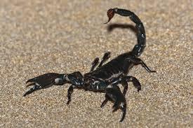 Scorpions Blank Meme Template