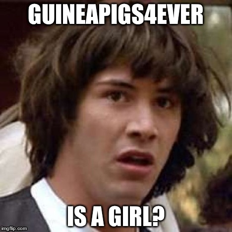 Conspiracy Keanu Meme | GUINEAPIGS4EVER IS A GIRL? | image tagged in memes,conspiracy keanu | made w/ Imgflip meme maker