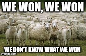 sheeps | WE WON, WE WON WE DON'T KNOW WHAT WE WON | image tagged in sheeps | made w/ Imgflip meme maker