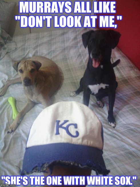 Baseball Dogs | MURRAYS ALL LIKE "DON'T LOOK AT ME," "SHE'S THE ONE WITH WHITE SOX." | image tagged in my dogs and baseball | made w/ Imgflip meme maker
