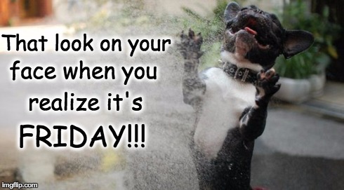 My Friday Face | That look on your face when you realize it's FRIDAY!!! | image tagged in friday face,happy dog,you dawg | made w/ Imgflip meme maker
