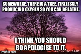 Tree | SOMEWHERE, THERE IS A TREE, TIRELESSLY PRODUCING OXYGEN SO YOU CAN BREATHE. I THINK YOU SHOULD GO APOLOGISE TO IT. | image tagged in tree | made w/ Imgflip meme maker