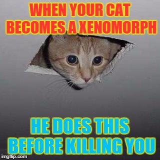 Ceiling Cat | WHEN YOUR CAT BECOMES A XENOMORPH HE DOES THIS BEFORE KILLING YOU | image tagged in ceiling cat | made w/ Imgflip meme maker