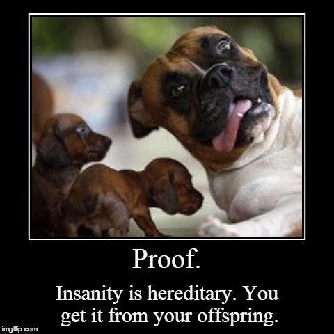 Insanity | image tagged in funny,demotivationals,boxer,dogs | made w/ Imgflip demotivational maker