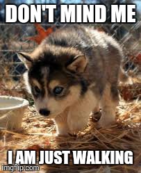 DON'T MIND ME I AM JUST WALKING | image tagged in cute | made w/ Imgflip meme maker