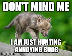 DON'T MIND ME I AM JUST HUNTING ANNOYING BUGS | image tagged in bugs,tiny wolf | made w/ Imgflip meme maker