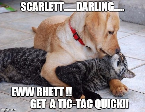 wonder how many times this was said when filming the movie.. | SCARLETT......DARLING..... EWW RHETT !!         GET  A TIC-TAC QUICK!! | image tagged in memes,imgflip,life | made w/ Imgflip meme maker