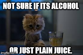 NOT SURE IF ITS ALCOHOL OR JUST PLAIN JUICE. | image tagged in drunk cat | made w/ Imgflip meme maker