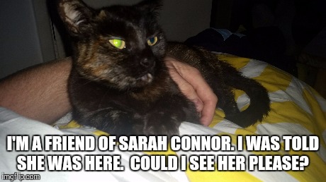 I'M A FRIEND OF SARAH CONNOR. I WAS TOLD SHE WAS HERE.  COULD I SEE HER PLEASE? | image tagged in terminator,cats | made w/ Imgflip meme maker