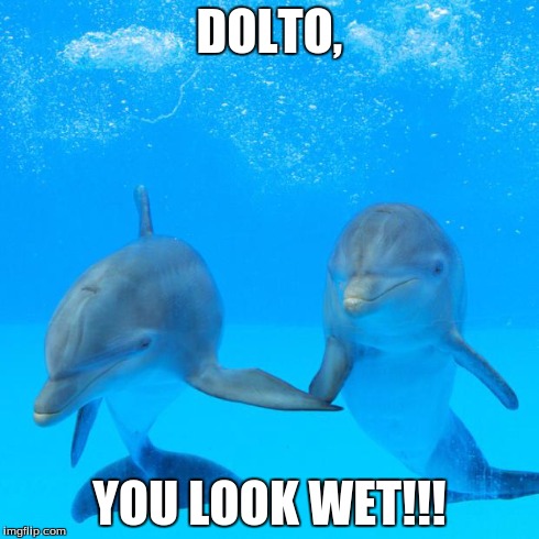 Say NO to Gay Dolphins | DOLTO, YOU LOOK WET!!! | image tagged in say no to gay dolphins | made w/ Imgflip meme maker