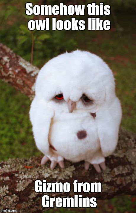 sad owl | Somehow this owl looks like Gizmo from Gremlins | image tagged in sad owl | made w/ Imgflip meme maker