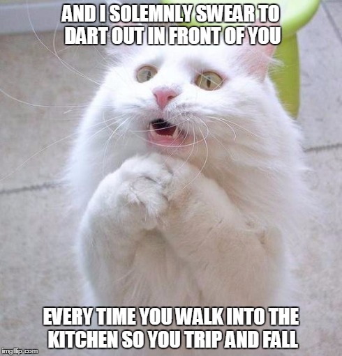 my cat does this every time.. | AND I SOLEMNLY SWEAR TO DART OUT IN FRONT OF YOU EVERY TIME YOU WALK INTO THE KITCHEN SO YOU TRIP AND FALL | image tagged in memes,cats,life,imgflip | made w/ Imgflip meme maker