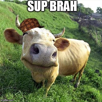 Cow | SUP BRAH | image tagged in cow,scumbag | made w/ Imgflip meme maker