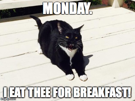 MONDAY. I EAT THEE FOR BREAKFAST! | image tagged in monday cat | made w/ Imgflip meme maker