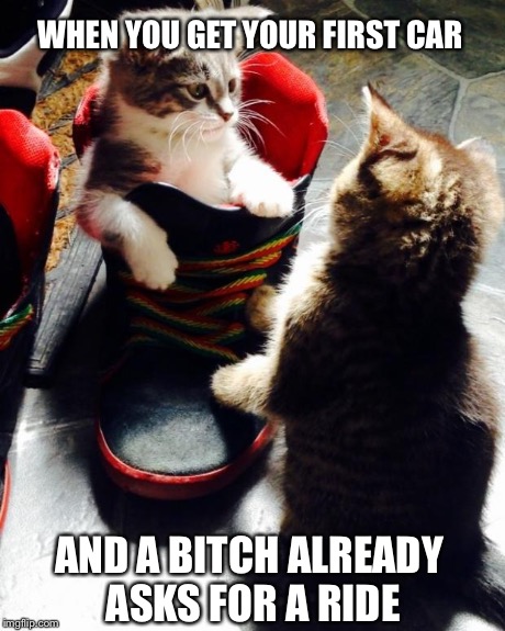 Cat driving shoe  | WHEN YOU GET YOUR FIRST CAR AND A B**CH ALREADY ASKS FOR A RIDE | image tagged in shoe cat,cat meme,funny cat,funny cat memes,driving,first world problems | made w/ Imgflip meme maker