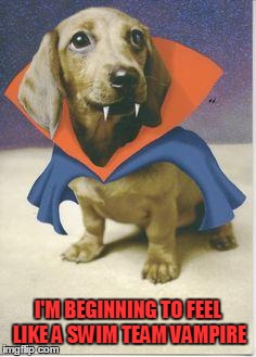 vampire dachshund | I'M BEGINNING TO FEEL LIKE A SWIM TEAM VAMPIRE | image tagged in vampire dachshund | made w/ Imgflip meme maker