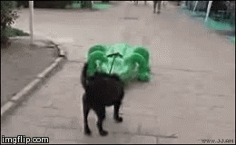 Dogs, probably one of the smartest creatures on earth | image tagged in gifs,dogs | made w/ Imgflip video-to-gif maker